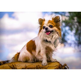 Chihuahua Greeting Card - Landscape