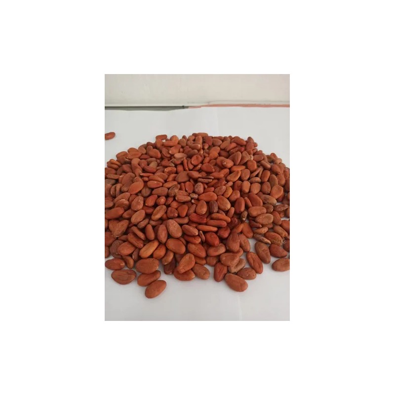Cacao Seco En Grano 10 Kg De Chiapas