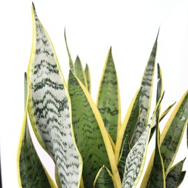 AMERICAN PLANT EXCHANGE Live Snake Plant 2 Pack Laurentii and Zeylanica Air Purifying Indoor Houseplants, Two 10" Pots, Yellow and Green