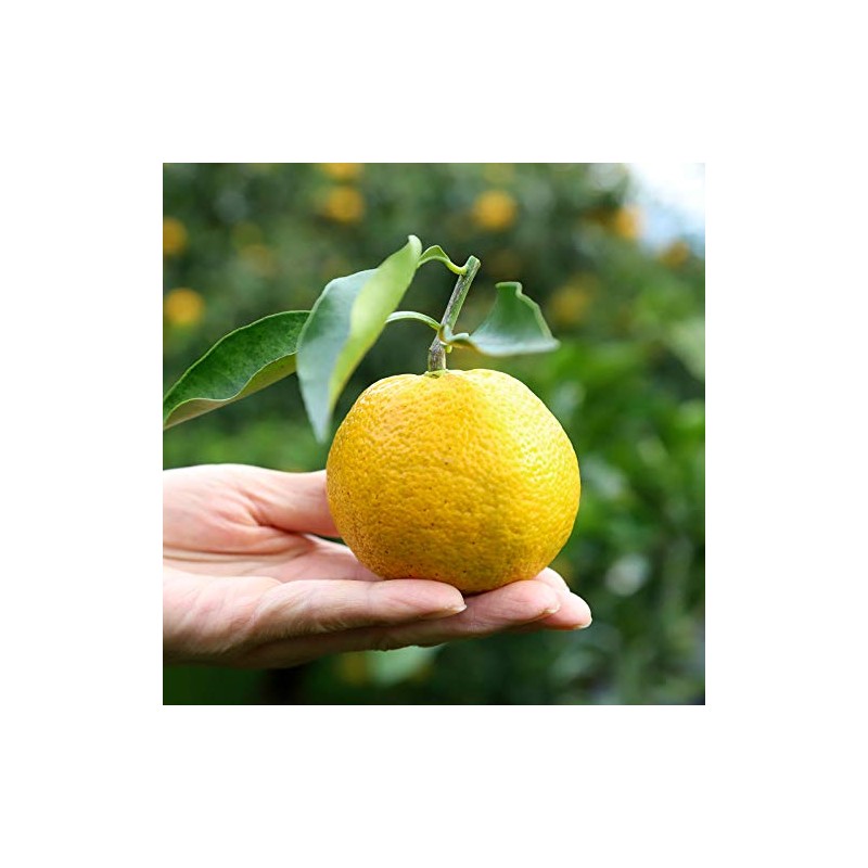 Jabara Honpo Citrus Jabara Gummy, 2.5 oz (70 g), Made