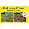 Rainbow Chemical "Root Eradication Ace V" Granules 350g