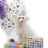 Pet London Happy Birthday Crown Hat for Dogs & Cats-Add