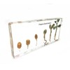 Peanut Germination in Acrylic Block Lifecyle of Peanut Biology Science