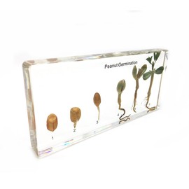 Peanut Germination in Acrylic Block Lifecyle of Peanut Biology Science Classroom Specimens (Peanut Germination)