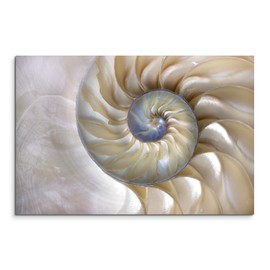 Sinus Art Wall Picture 60 x 40 cm Nature Photography – Fibonacci Pattern in the Shell on Canvas for Living Room, Office, Bedroom, Holiday Home and More Sharp in Top Quality