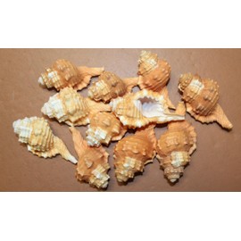Generic 8pc Cymatium PYRUM Seashells, Craft Supply, Basket Fillers, Collectible Seashells, Sailors Valintines, t SS-17, Reddish ,Peachy , Creme