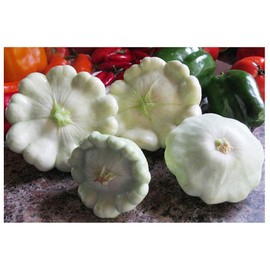 Heirloom Summer Scallop Blend Squash Seeds - Approximately 30 Seeds