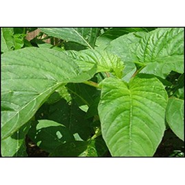 Organic Seeds Amaranth Chinese Spinach Green Edible Vegetable 400+++