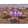 Spanish Premium Saffron Threads - 2g (0.075 oz) - 100%