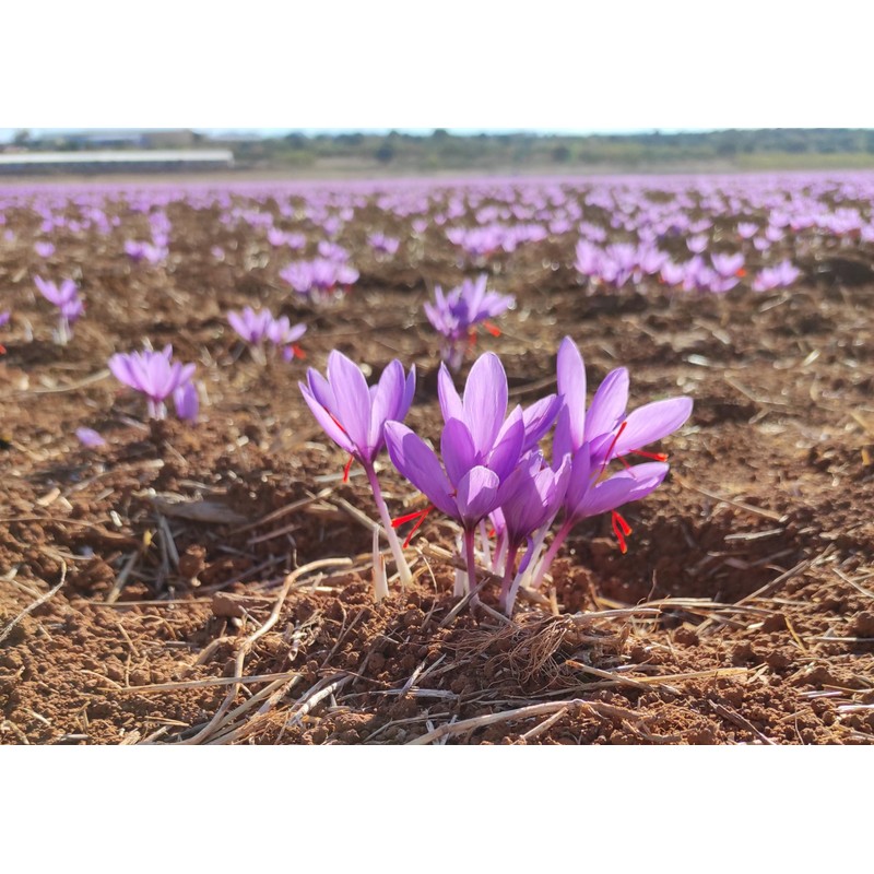 Spanish Premium Saffron Threads - 2g (0.075 oz) - 100%