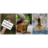 Edition Colibri Animals Europe (Set 2) 3D Postcard Set: 7