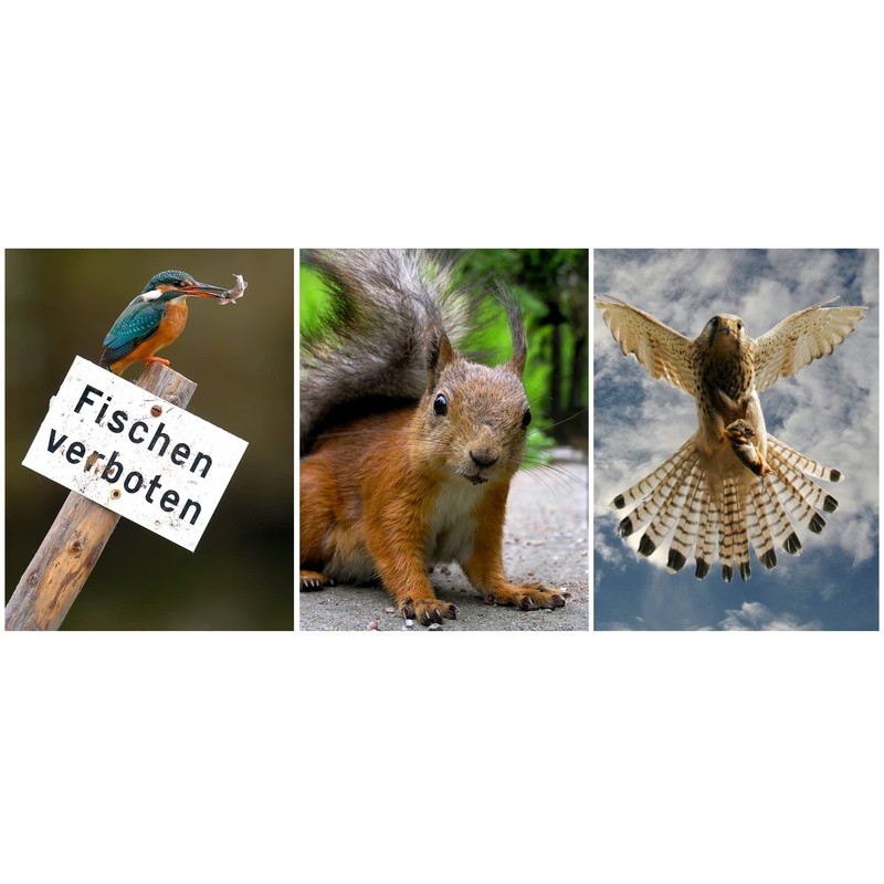 Edition Colibri Animals Europe (Set 2) 3D Postcard Set: 7