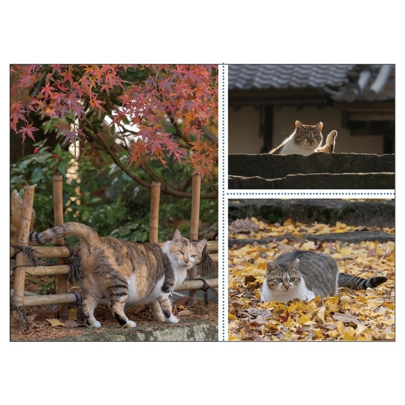 2026 Calendar Cat Calendar