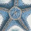 SARO LIFESTYLE Coastal Outdoor Starfish Pillow Cover