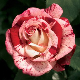 Heirloom Roses Rose Plant - Rock & Roll™ Multi Rose Bush, Grandiflora Live Plant for Planting Outdoors