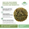 50 White Mulberry Tea Mulberry Leaf Herbal Tea (Morus alba)