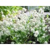 22Day Seeds: Seeds Bunny Tail/Annual Ornamental Plant Grass