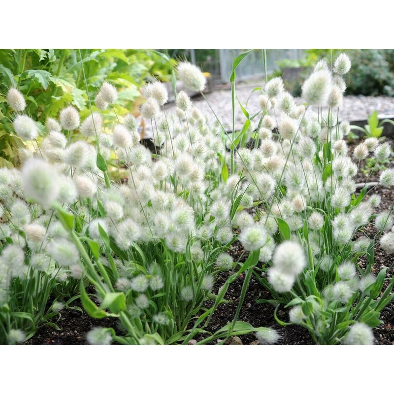 22Day Seeds: Seeds Bunny Tail/Annual Ornamental Plant Grass