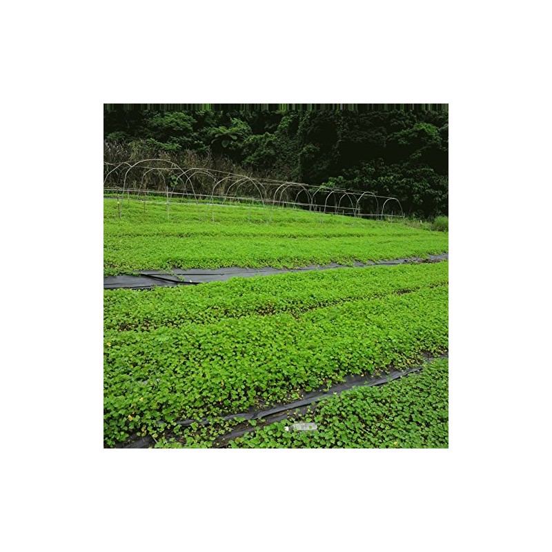100% Gotukora Tsubokusa Tea from Ishigaki Island