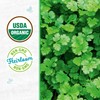 Back to the Roots 100% Organic Seed Packets Cilantro 'Slow