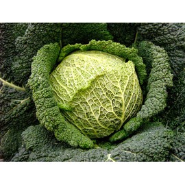 Seeds Savoy Cabbage Vertus Beautiful Vegetable Heirloom Ukraine for Planting
