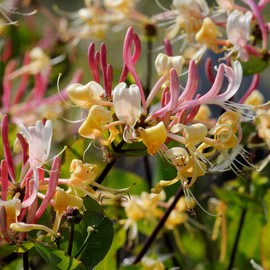 Lonicera Etrusca Seeds Etruscan Honeysuckle, Tuscan Honeysuckle Flowering Vine or Shrub Fragrant Flowers Attract Bees & Hummingbirds Gardens Outdoor 10Pcs Flower Seeds by YEGAOL Garden