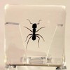 37mm Real Weaver Ant in Crystal Clear Lucite Resin Specimen