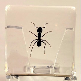 37mm Real Weaver Ant in Crystal Clear Lucite Resin Specimen Preserved Polyrhachis Dives Insect Taxidermy Crafts Collection for Biology Science Education Desk Ornament Display Supplies