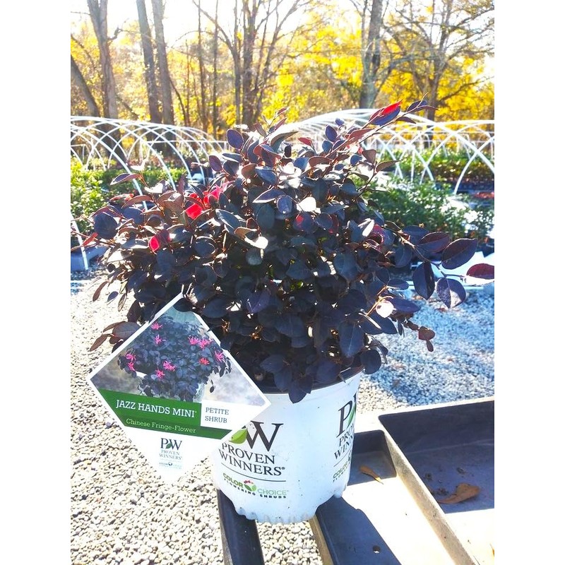 Jazz Hands Mini® Loropetalum - Live Plant - Full Gallon