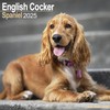English Cocker Spaniel - Englische Cockerspaniels 2025 - 16-Monatskalender: Original