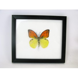 A Real Exotic Prepared Butterfly in Picture Frame Wall Picture Display Case Entomology Taxidermy 20 x 17 x 2 cm (Emperor Orange Tip)