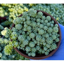 Sedum Dasyphyllum Major 4" | Rooted Succulent | Live Houseplant