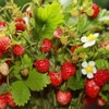 CEMEHA SEEDS - Seeds Alpine Strawberry Regina Everbearing Berries Indoor