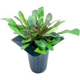 Ajuga Reptans Chocolate Chip I 10 Live Plants | Dense Ground Cover Plant with Miniature Dark Foliage, Perfect for Gardens, Borders, & Shaded Areas