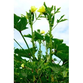 Frontier Seeds NON-GMO Red Burgundy Okra seeds Heirloom Open Pollinated Delicious