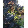 Tree Loquat Tree Seedling 10” -12” Tropical Plant Sweet Juicy