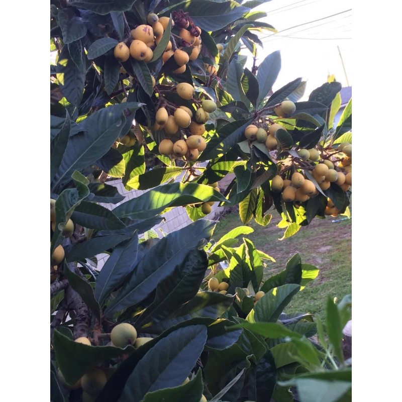 Tree Loquat Tree Seedling 10” -12” Tropical Plant Sweet Juicy