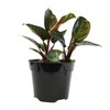 Live Philodendron 'Congo Red', Real Plant for Indoors, 8 in.