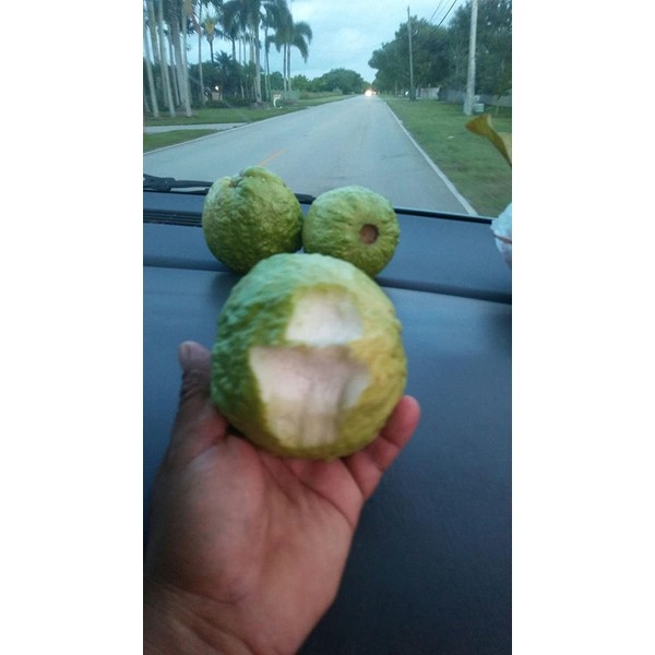 Fresh Thai Guava (Farang) 5lb