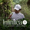 Hongo Melena de León con Cedrón 30 g | Lions