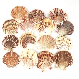 Heyiwell 15PC Drilled Pecten Seashells,Scallop Shells with Holes for DIY Crafts Windchimes Shellcraft Home Decor 2"~ 3" Inch