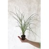 Chinese Silvergrass, Adagio Miscanthus, Dwarf Maiden Grass (Landscape, Green, Silver,