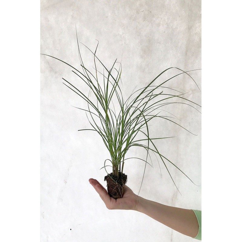 Chinese Silvergrass, Adagio Miscanthus, Dwarf Maiden Grass (Landscape, Green, Silver,