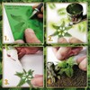 Green Stuff World Paper Plants Monstera