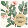 BonVigo® MenthaVigo Lungwort & Eucalyptus, 120 Capsules, 11 Plant Extracts,