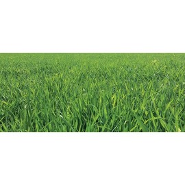 500 Timothy (Climax) Seeds, Hay, Deer, Wildlife Food Plot Seed, Cover Crops