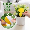 Fruit Fly Traps Indoor Fungus Gnat Trap 48PCS for Plants