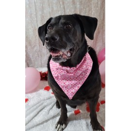 Valentine's Hearts Over the Collar Dog Bandana That Slips onto Their Existing Collar Size (X-Small)
