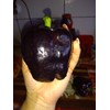 Black Sweet Bell Pepper Seeds for Planting Around 25 Seeds