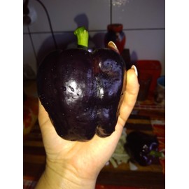 Black Sweet Bell Pepper Seeds for Planting Around 25 Seeds